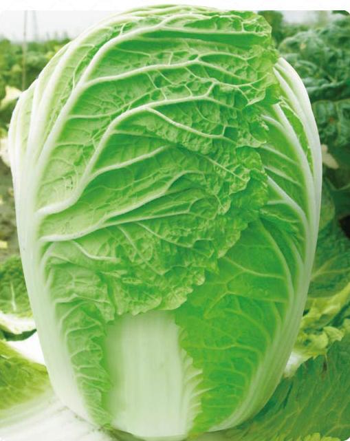 Zhenhaochi——Chinese Cabbage Zhenhaochi——Chinese Cabbage
